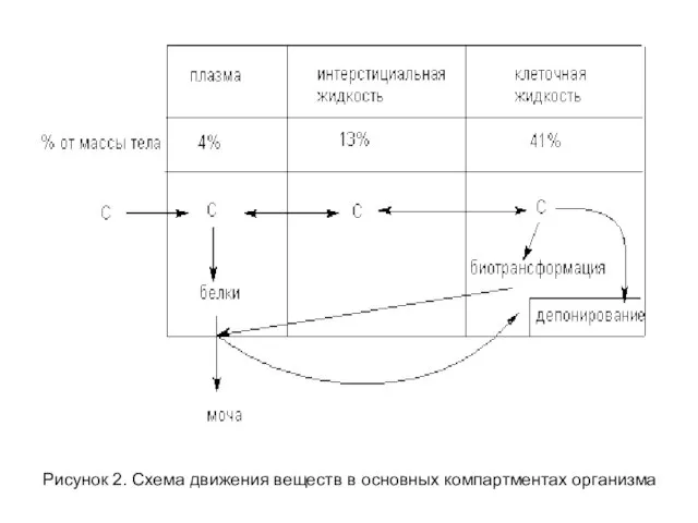 Рисунок 2. Схема движения веществ в основных компартментах организма