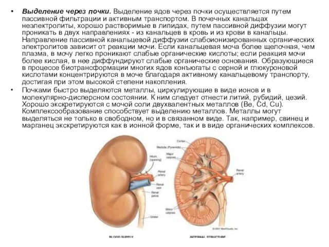 Выделение через почки. Выделение ядов через почки осуществляется путем пассивной фильтрации