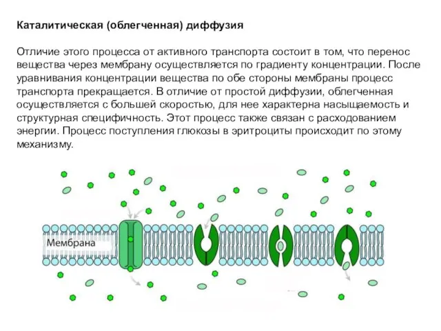 Каталитическая (облегченная) диффузия Отличие этого процесса от активного транспорта состоит в