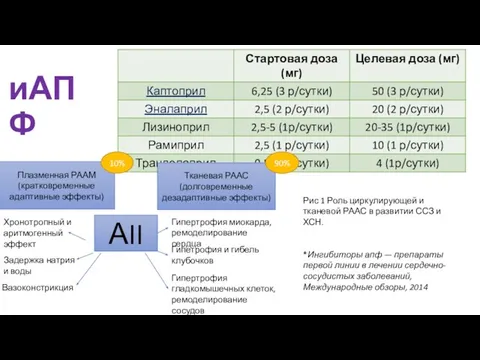 иАПФ АII Плазменная РААМ (кратковременные адаптивные эффекты) Тканевая РААС (долговременные дезадаптивные