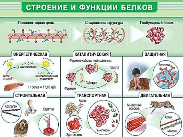Роль белков в организме ферменты, строительный материал, гормоны, генетический материал, регулятор
