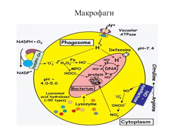 Макрофаги