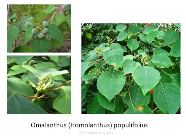 Omalanthus (Homolanthus) populifolius © И.Г. Бондаренко, 2012