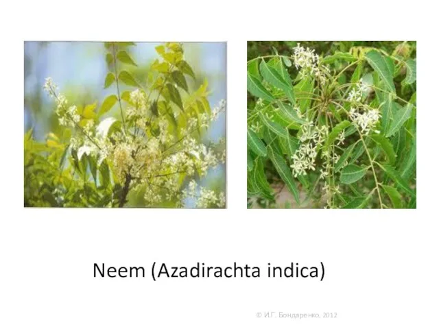 Neem (Azadirachta indica) © И.Г. Бондаренко, 2012