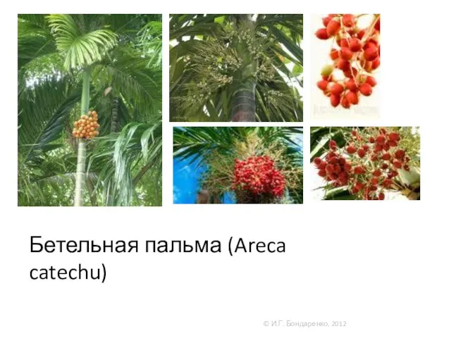 Бетельная пальма (Areca catechu) © И.Г. Бондаренко, 2012