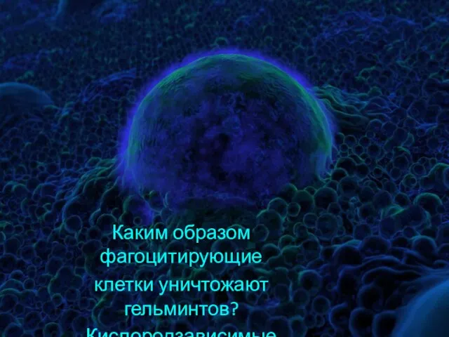 Каким образом фагоцитирующие клетки уничтожают гельминтов? Кислородзависимые механизмы