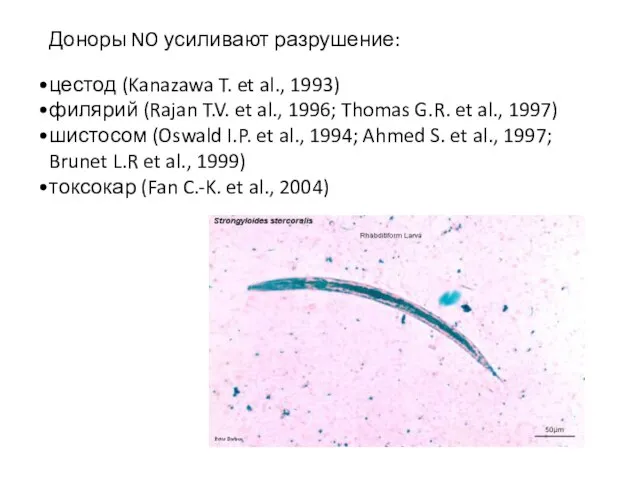 Доноры NO усиливают разрушение: цестод (Kanazawa T. et al., 1993) филярий