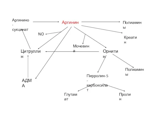 Аргинин Полиамины Орнитин Цитруллин Креатин Полиамины Пирролин-5- карбоксилат Аргинино- сукцинат Пролин Мочевина Глутамат АДМА NO