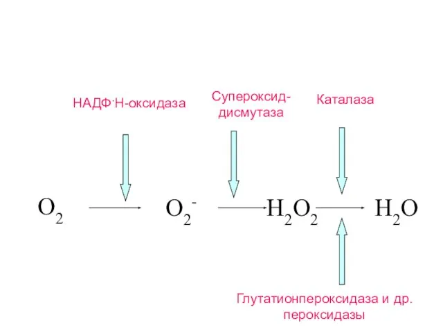 Супероксид- дисмутаза O2 O2- H2O2 H2O Каталаза НАДФ.Н-оксидаза Глутатионпероксидаза и др. пероксидазы