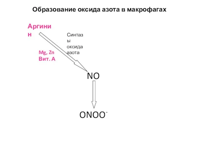 Образование оксида азота в макрофагах Аргинин NO ONOO- Синтазы оксида азота Mg, Zn Вит. А