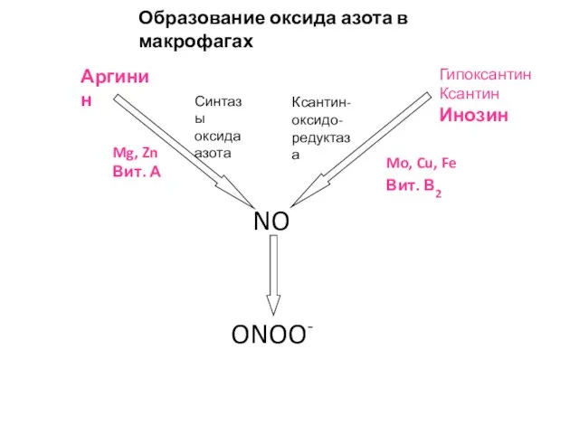 Образование оксида азота в макрофагах Аргинин NO ONOO- Синтазы оксида азота