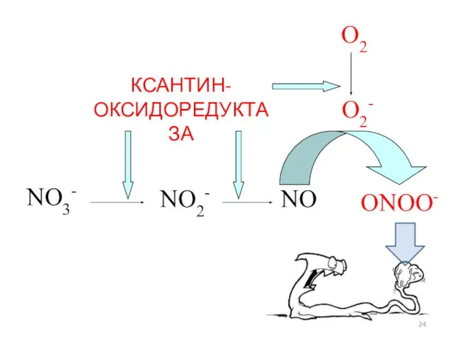 КСАНТИН-ОКСИДОРЕДУКТАЗА NO3- NO2- NO O2- ONOO- O2