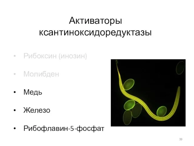 Активаторы ксантиноксидоредуктазы Рибоксин (инозин) Молибден Медь Железо Рибофлавин-5-фосфат