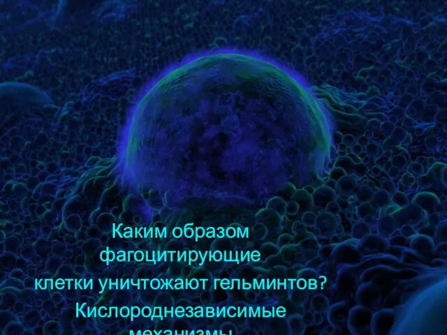 Каким образом фагоцитирующие клетки уничтожают гельминтов? Кислороднезависимые механизмы (нейтрофилы)