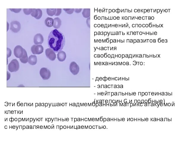 Нейтрофилы секретируют большое количество соединений, способных разрушать клеточные мембраны паразитов без