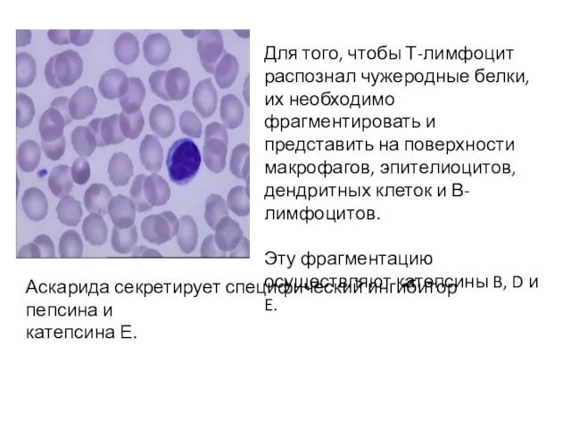 Для того, чтобы Т-лимфоцит распознал чужеродные белки, их необходимо фрагментировать и