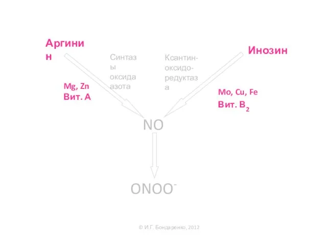 Аргинин NO ONOO- Синтазы оксида азота Mg, Zn Вит. А ©