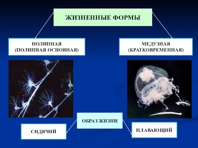 ЖИЗНЕННЫЕ ФОРМЫ ПОЛИПНАЯ (ПОЛИПНАЯ ОСНОВНАЯ) МЕДУЗНАЯ (КРАТКОВРЕМЕННАЯ) ОБРАЗ ЖИЗНИ СИДЯЧИЙ ПЛАВАЮЩИЙ