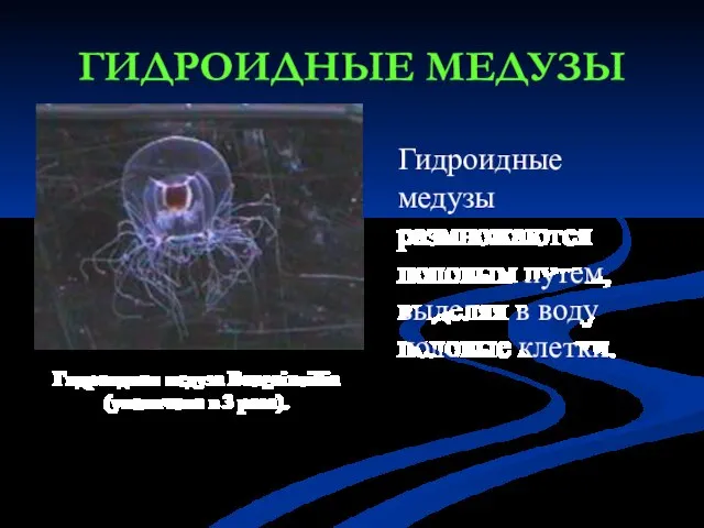 ГИДРОИДНЫЕ МЕДУЗЫ Гидроидная медуза Bougainvillia (увеличено в 3 раза). Гидроидные медузы