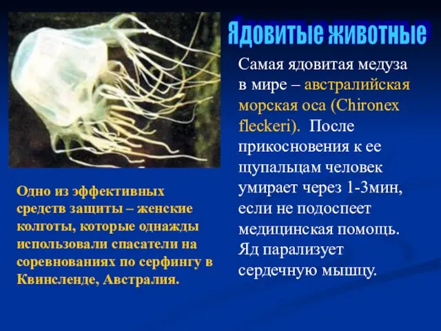 Ядовитые животные Самая ядовитая медуза в мире – австралийская морская оса
