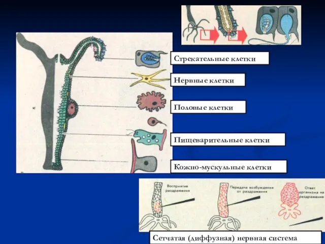 Стрекательные клетки Нервные клетки Половые клетки Пищеварительные клетки Кожно-мускульные клетки