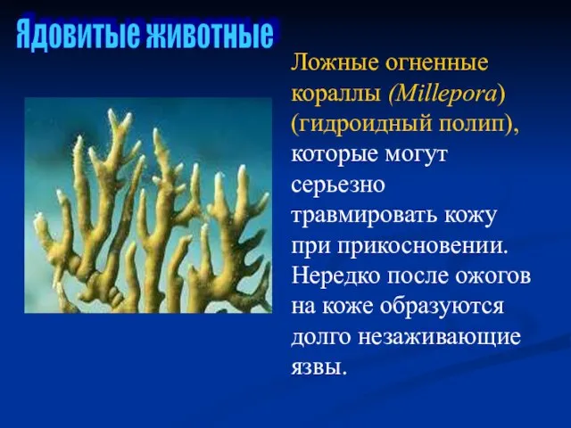 Ядовитые животные Ложные огненные кораллы (Millepora) (гидроидный полип), которые могут серьезно