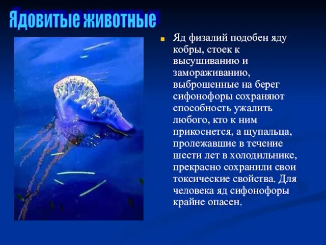 Яд физалий подобен яду кобры, стоек к высушиванию и замораживанию, выброшенные