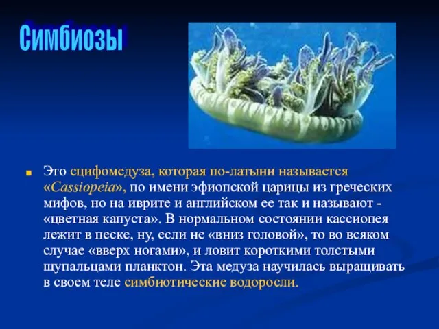 Это сцифомедуза, которая по-латыни называется «Cassiopeia», по имени эфиопской царицы из