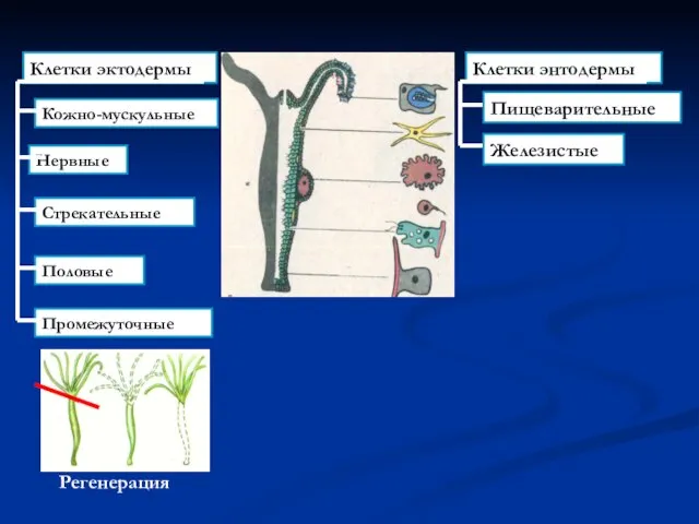 Регенерация