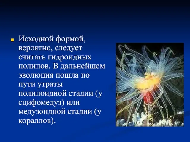 Исходной формой, вероятно, следует считать гидроидных полипов. В дальнейшем эволюция пошла