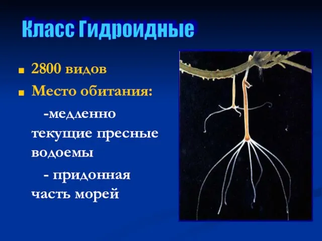 2800 видов Место обитания: -медленно текущие пресные водоемы - придонная часть морей Класс Гидроидные