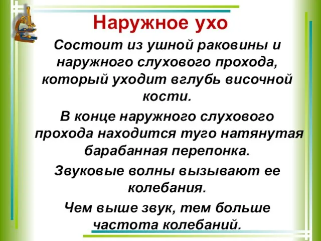 Наружное ухо Состоит из ушной раковины и наружного слухового прохода, который