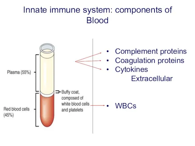 Innate immune system: components of Blood Complement proteins Coagulation proteins Cytokines Extracellular WBCs