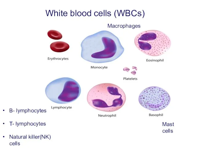 White blood cells (WBCs) B- lymphocytes T- lymphocytes Natural killer(NK) cells Mast cells Macrophages