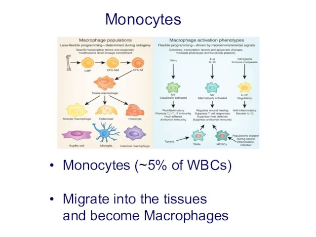 Monocytes Monocytes (~5% of WBCs) Migrate into the tissues and become Macrophages