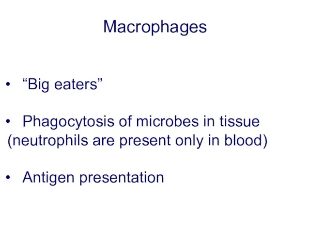 Macrophages “Big eaters” Phagocytosis of microbes in tissue (neutrophils are present only in blood) Antigen presentation