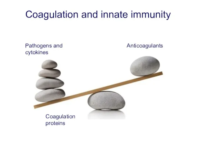 Coagulation and innate immunity Pathogens and cytokines Anticoagulants Coagulation proteins