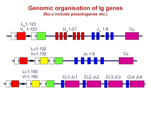 Genomic organisation of Ig genes (No.s include pseudogenes etc.)