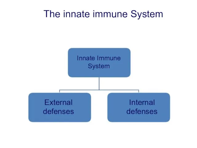 The innate immune System Innate Immune System External defenses Internal defenses