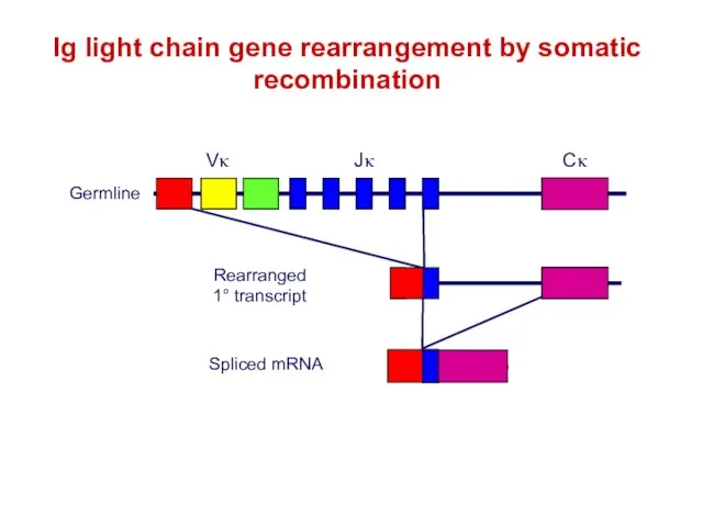 Ig light chain gene rearrangement by somatic recombination