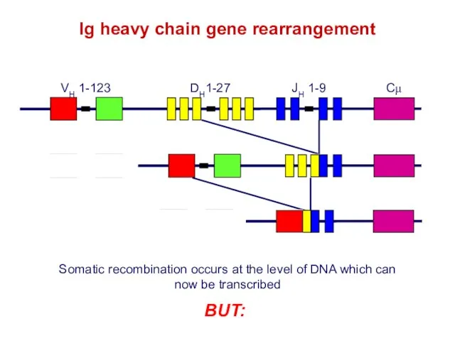 Ig heavy chain gene rearrangement Somatic recombination occurs at the level