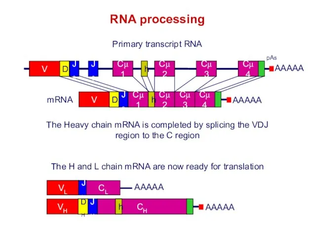 The Heavy chain mRNA is completed by splicing the VDJ region