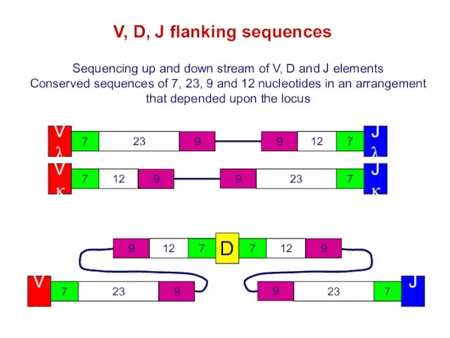 V, D, J flanking sequences Sequencing up and down stream of