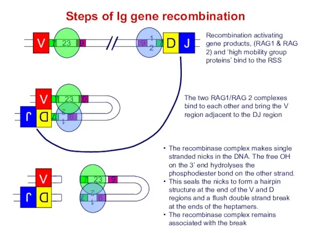 Recombination activating gene products, (RAG1 & RAG 2) and ‘high mobility