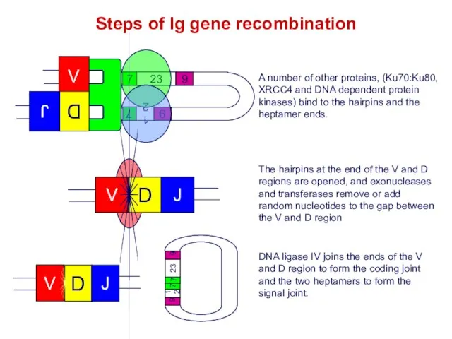 A number of other proteins, (Ku70:Ku80, XRCC4 and DNA dependent protein