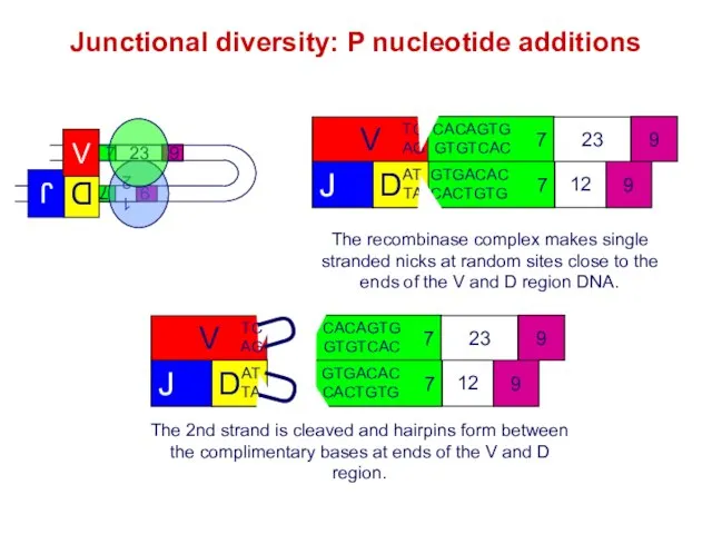 Junctional diversity: P nucleotide additions The recombinase complex makes single stranded