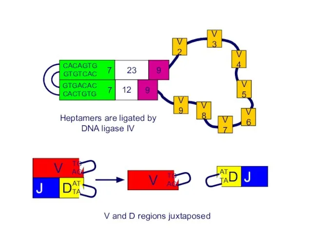 Heptamers are ligated by DNA ligase IV V and D regions juxtaposed