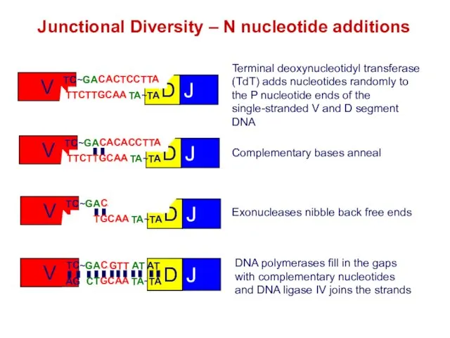 Junctional Diversity – N nucleotide additions Terminal deoxynucleotidyl transferase (TdT) adds
