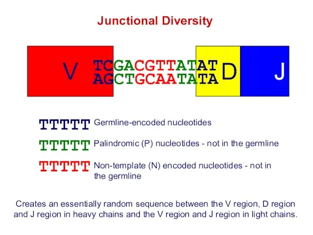 Junctional Diversity TTTTT TTTTT TTTTT Germline-encoded nucleotides Palindromic (P) nucleotides -