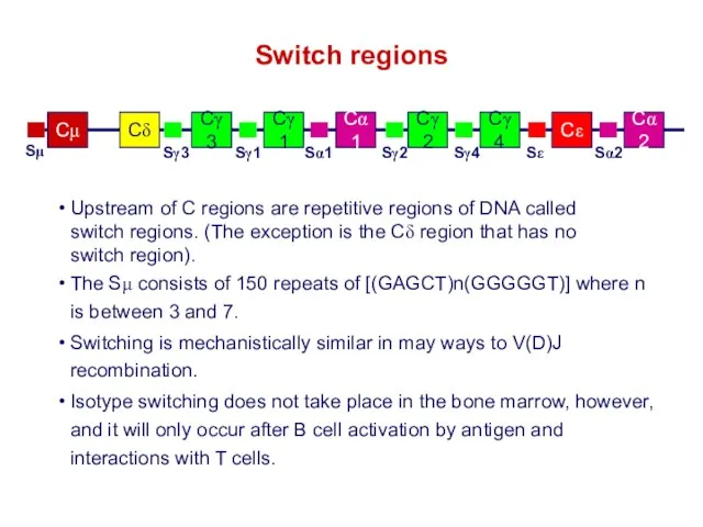 Switch regions The Sμ consists of 150 repeats of [(GAGCT)n(GGGGGT)] where